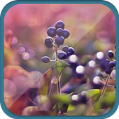 Red fruit theme icon