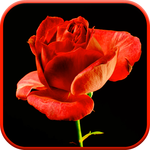 Blooming Rose 3D Video Theme icon