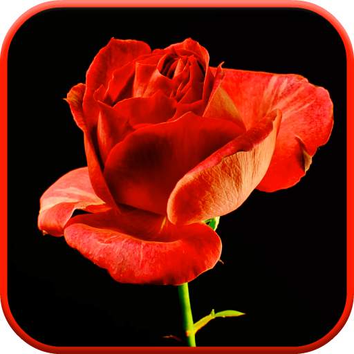 Blooming Rose 3D Video Theme 3.0