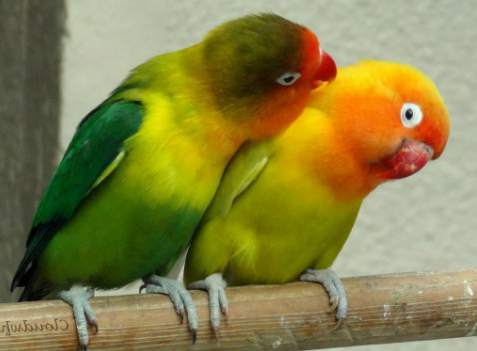 Wallpaper Lord Bird स्क्रीनशॉट 4