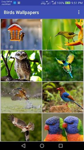 Birds Wallpapers स्क्रीनशॉट 1