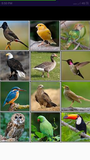 Play Sound - Birds And Animals Game screenshot 3