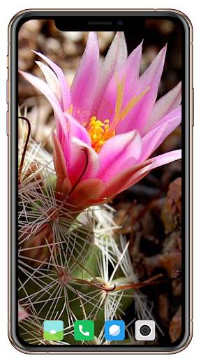 Cactus Flowers Wallpaper screenshot 13