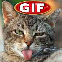 Gifs de Gatos Chistosos