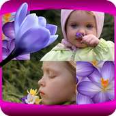 Crocus Photo Collage logo