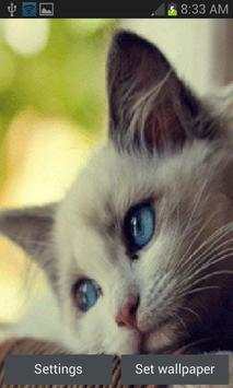 Cute Sad Cat LWP screenshot 1