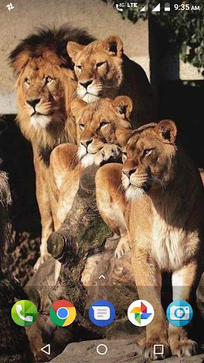 Big Cats Wallpaper screenshot 1
