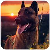 Malinois Wallpaper : Belgian Malinois 2020 1.0.0
