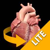 Heart 3D Anatomy Lite logo
