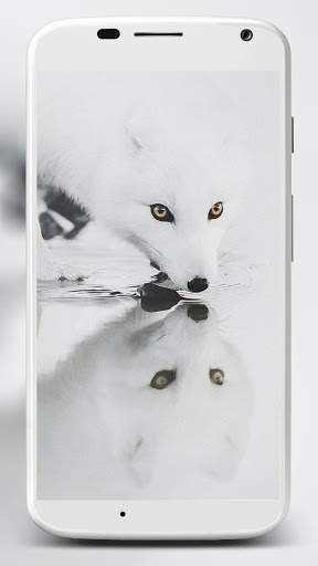 Fox Wallpaper HD 8 تصوير الشاشة