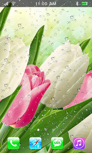 Tulips Flowers Wallpapers HD screenshot 1