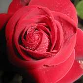 Beautifull Flower Wallpaper on 9Apps