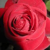 Beautifull Flower Wallpaper 2.0.0
