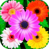 Flowers Stickers for WhatsApp logo