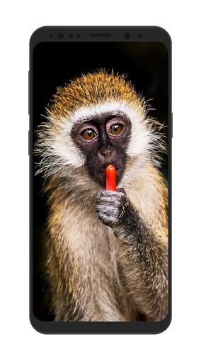 Wild Animal Wallpapers HD screenshot 1