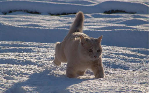 Snow Cats Live Wallpaper screenshot 14