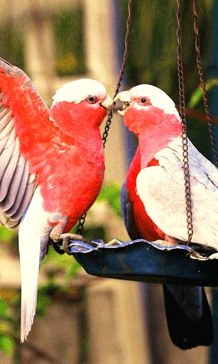 Birds Wallpapers New screenshot 7