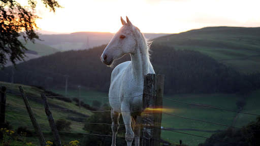 Horses Live Wallpaper (wallpapers & backgrounds) screenshot 6