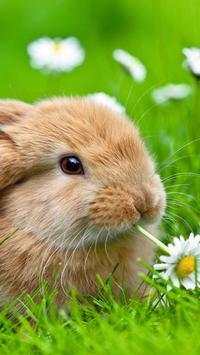 Rabbits Wallpapers screenshot 12