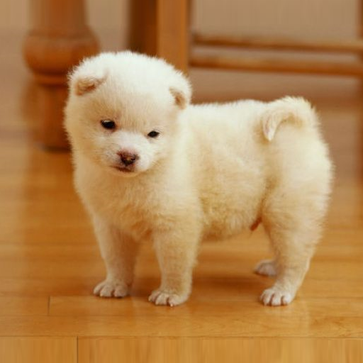 Perritos tiernos - Fotos para compartir icon