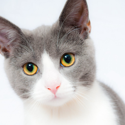 Cat Wallpapers - Fundo para tela icon