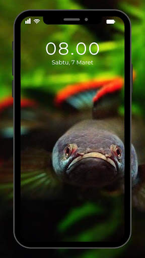 Wallpaper Ikan Channa screenshot 2