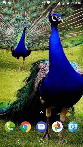 Peacock Wallpaper screenshot 3