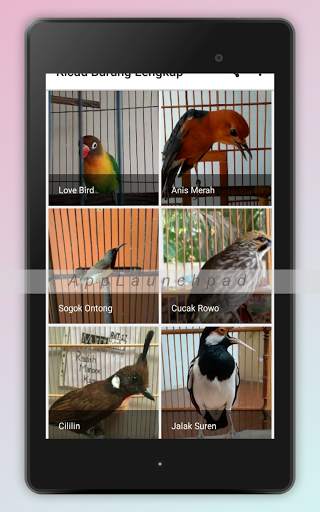 Kicau Burung Terlengkap screenshot 9