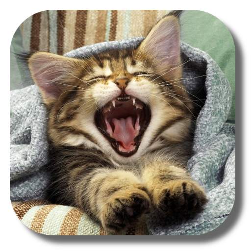 Pussycat Live Wallpaper 1.8.0