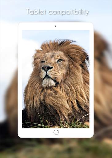 Lion Wallpaper screenshot 7