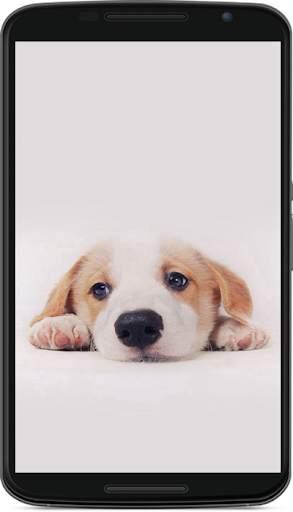 dog wallpaper screenshot 3