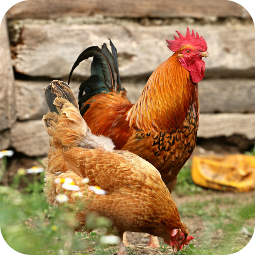 Chicken Wallpaper Best 4K icon
