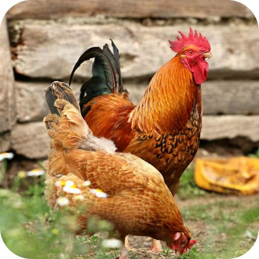 Chicken HD Wallpaper 1.13
