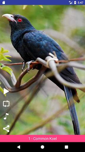 Bird Sounds स्क्रीनशॉट 3