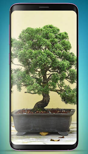 Bonsai Tree Wallpaper HD скриншот 13