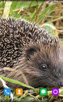 Hedgehog Live Wallpaper screenshot 2