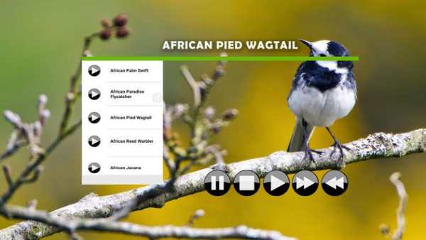 Bird Sound : African screenshot 2