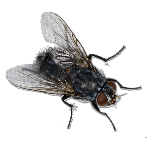 Fly Sound icon