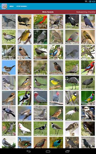 Australian Birds Sounds Free स्क्रीनशॉट 18