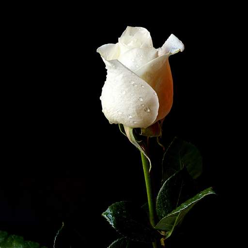 White Rose Wallpapers 1.0.1