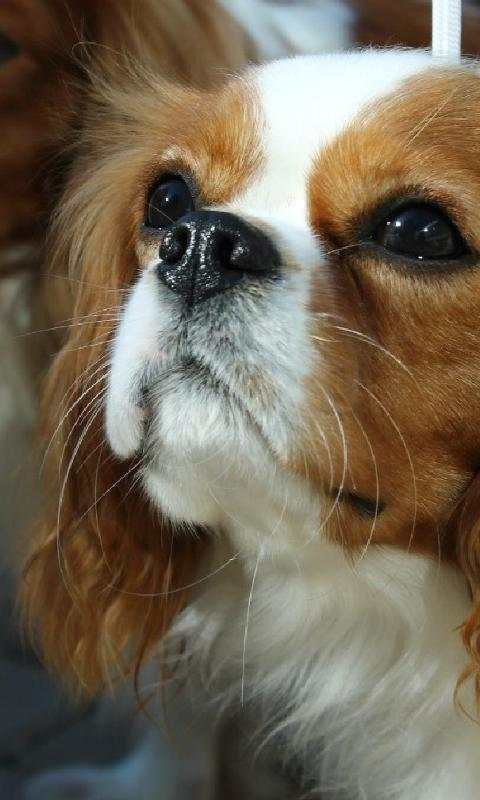 Cavalier King Spaniel Jigsaw screenshot 1