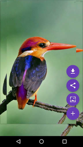 Flying Birds Live Wallpaper screenshot 4