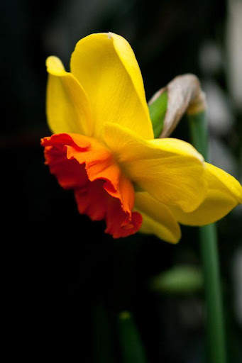 Flowers and Roses Images Gifs screenshot 6