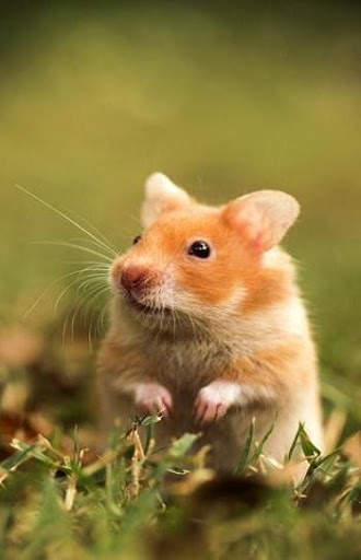 Hamster Video Live Wallpaper screenshot 7