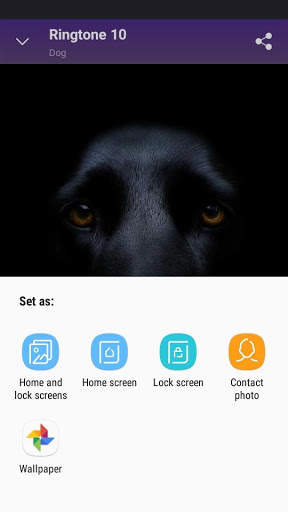 Dog - RINGTONES and WALLPAPERS screenshot 6