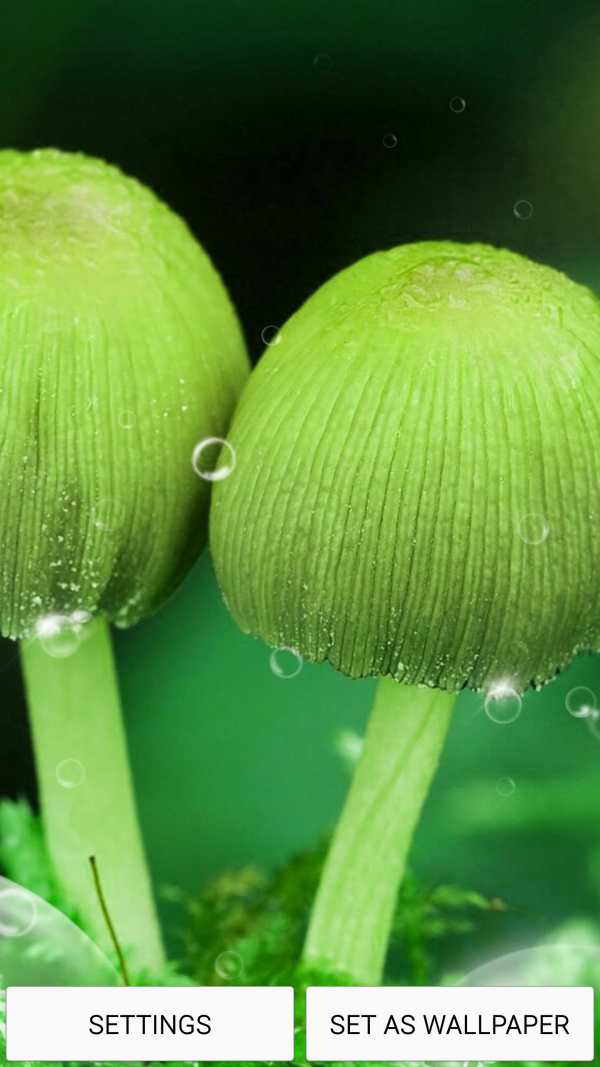 Mushrooms Live Wallpaper स्क्रीनशॉट 3