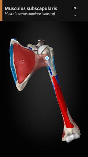 Anatomyka - Anatomia 3D screenshot 4