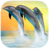 Dolphin Live Wallpapers أيقونة