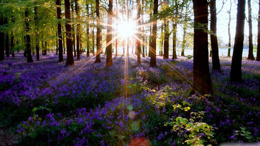 Spring Scenery Wallpaper screenshot 4