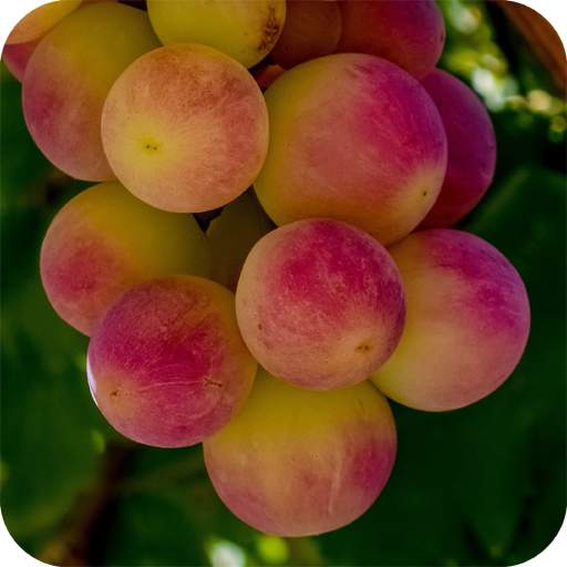 Grapes Wallpapers HD 1.01